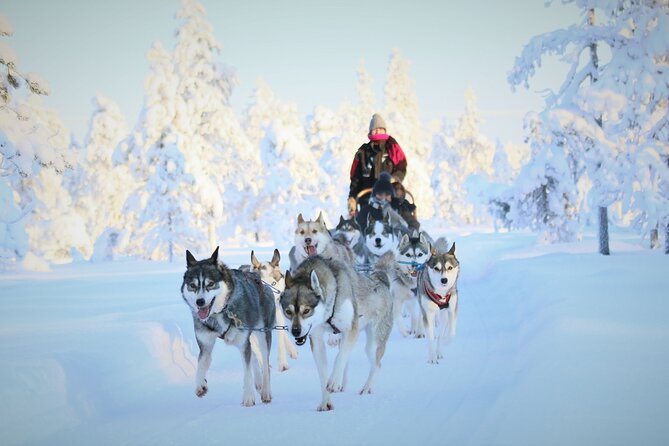 10 km Authentic Husky Safari in the Taiga Forest – Family Kennel - The long road from Rovaniemi to the kennel