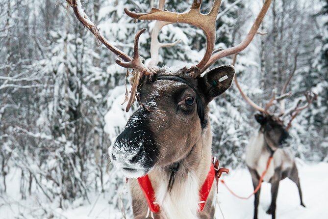 2km Sleigh Ride & Feeding Experience at Traditional Reindeer Farm - Leaving Rovaniemi for the farm