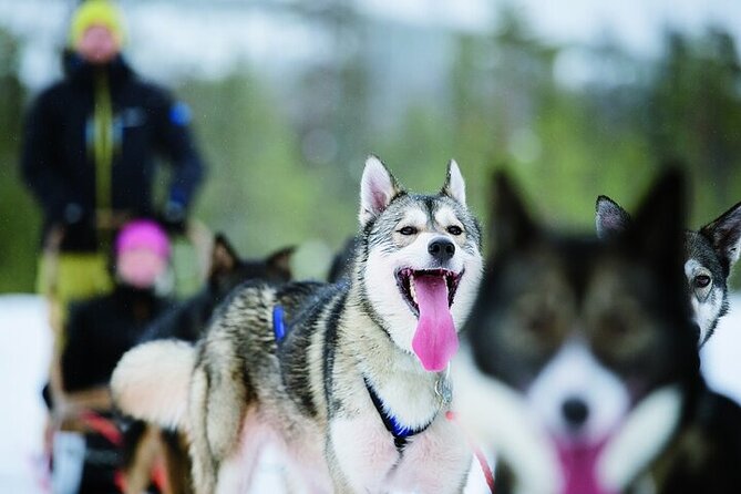 5KM Husky Sled Ride from Levi - Key points to know before booking