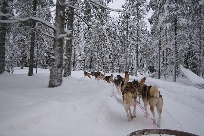 5KM Husky Sled Ride from Levi - Snowy forest scenery around Levi