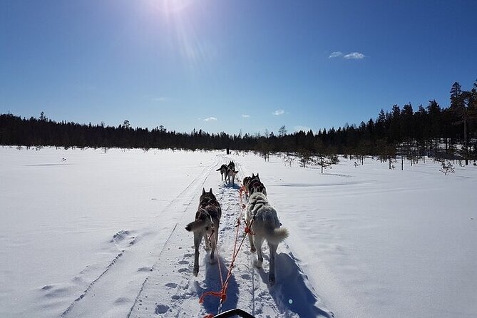 5KM Husky Sled Ride from Levi - Learning to handle a self-drive husky sled