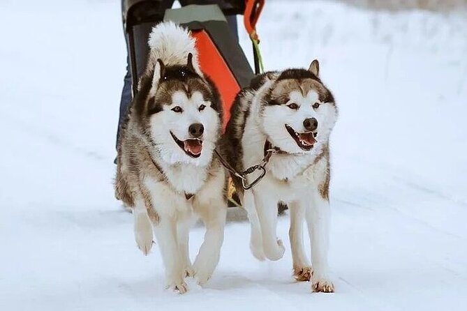 8-10km Husky Ride in the Taiga and Visit Other Farm Animals - The one-hour trip from Rovaniemi