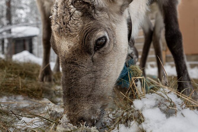 8-10km Husky Ride in the Taiga and Visit Other Farm Animals - Into the Taiga on an open sleigh