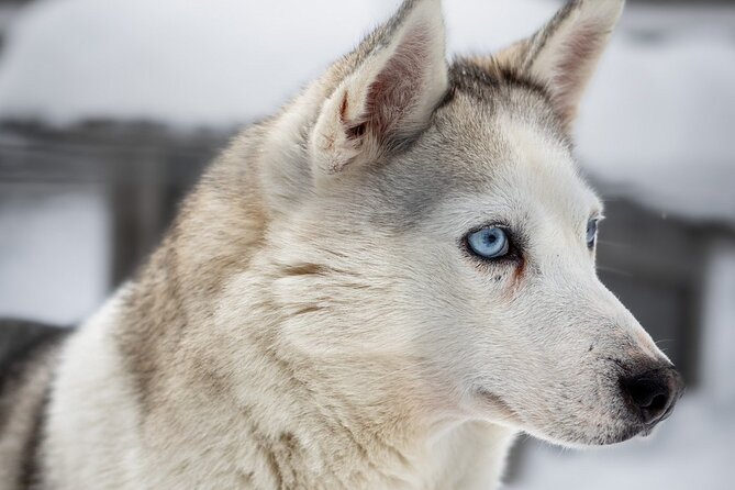 8-10km Husky Ride in the Taiga and Visit Other Farm Animals - Who will enjoy this best?