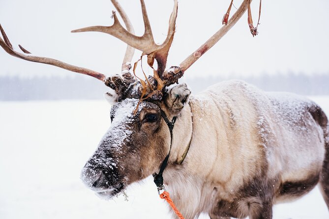 Apukka Reindeer Journey - Key Points Before You Book