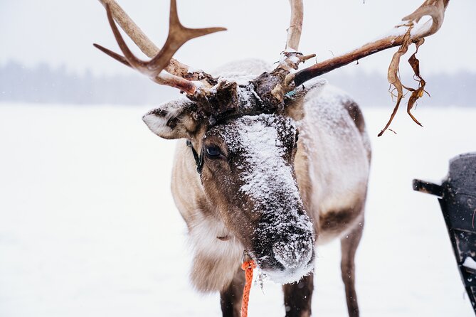 Apukka Reindeer Journey - Hot Berry Juice in a Kota