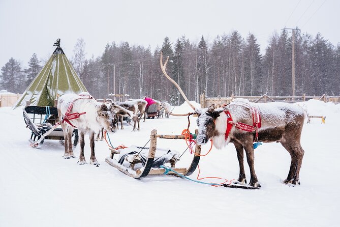 Apukka Reindeer Journey - Who Will Enjoy This Apukka Experience?