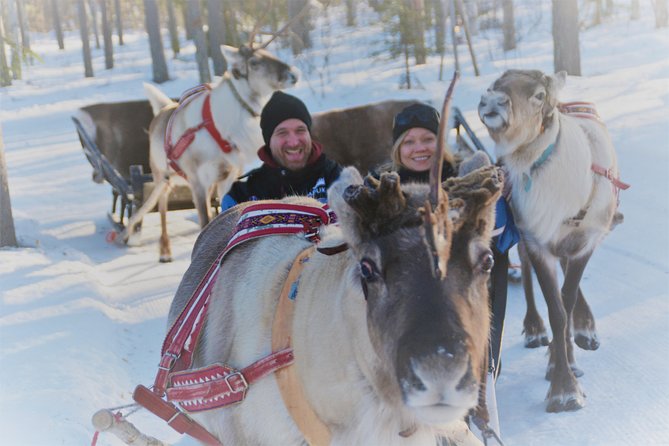 Apukka Reindeer Journey - Meeting the Reindeer Before and After the Ride
