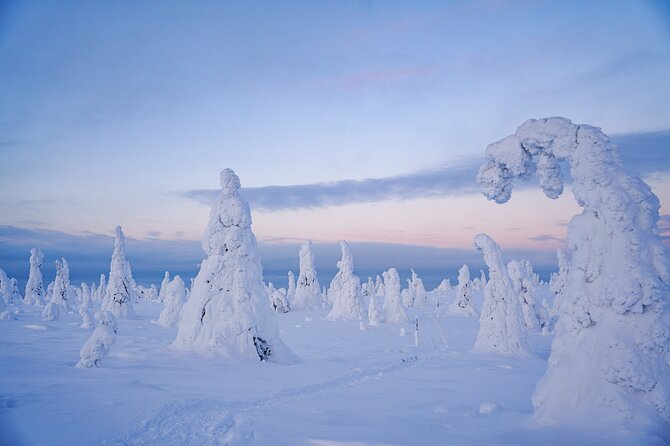 Arctic Adventure through Magical Frozen Forests of Riisitunturi - A guide-led look at Finnish nature