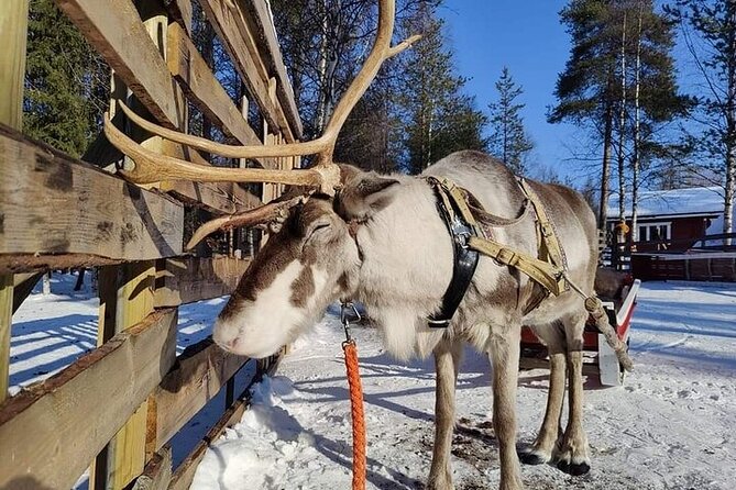 Arctic Animals Adventure with Lunch Buffet - Key points at a glance
