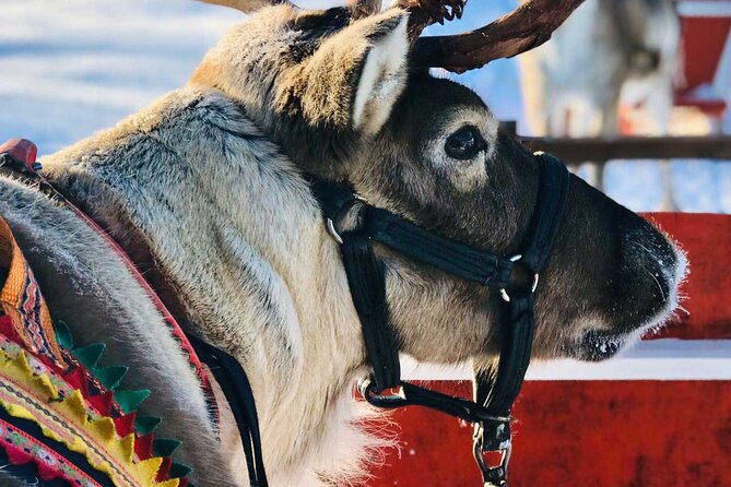 Arctic Animals Adventure with Lunch Buffet - The drive to Ranua Wildlife Park