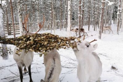 Arctic Animals Adventure with Lunch Buffet