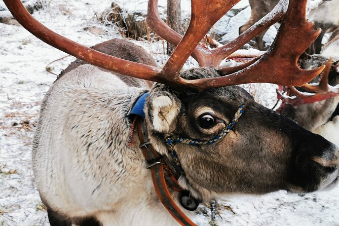 Arctic Animals Adventure with Lunch Buffet - Lunch before your afternoon walk