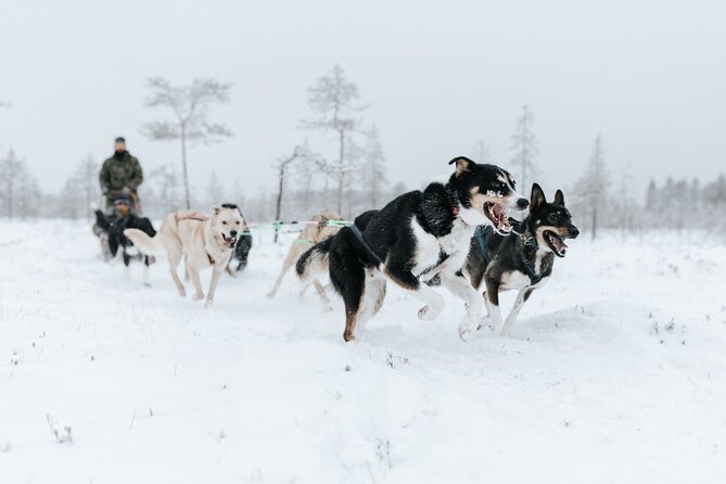 Arctic Animals Adventure with Lunch Buffet - The guides can shape your whole day