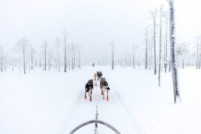 Arctic Animals Adventure with Lunch Buffet - Price, group size, and what you receive