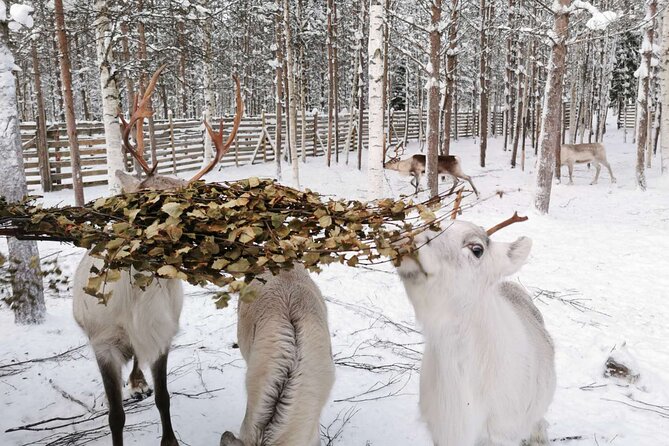 Arctic Animals Adventure with Lunch Buffet - What the sleigh rides are really like