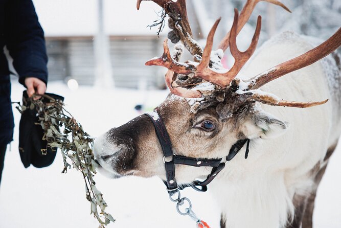 Arctic Circle Highlights Family Day - What this Rovaniemi family tour is really designed to do