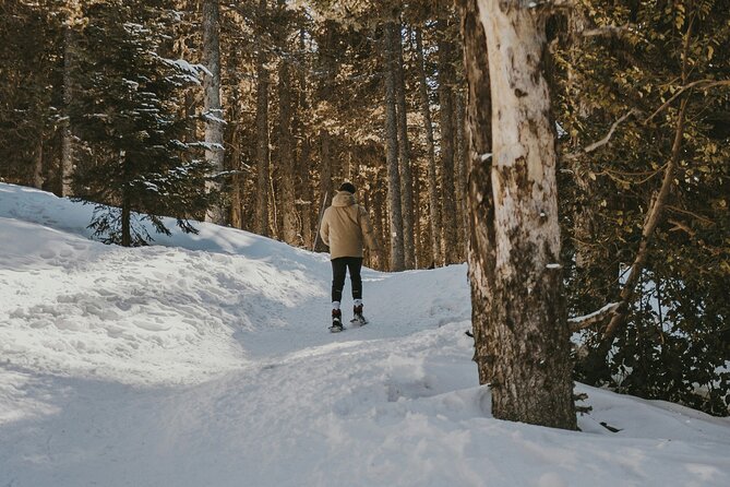 Arctic Darkness & Starlight Adventure with Snowshoes - A Gentle Way Into Lapland After Dark