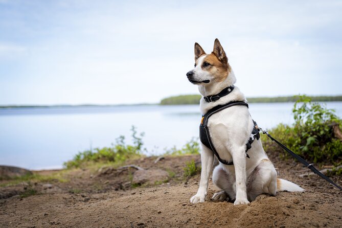 Arctic Hiking with Lappish Dogs - Key points to know before booking