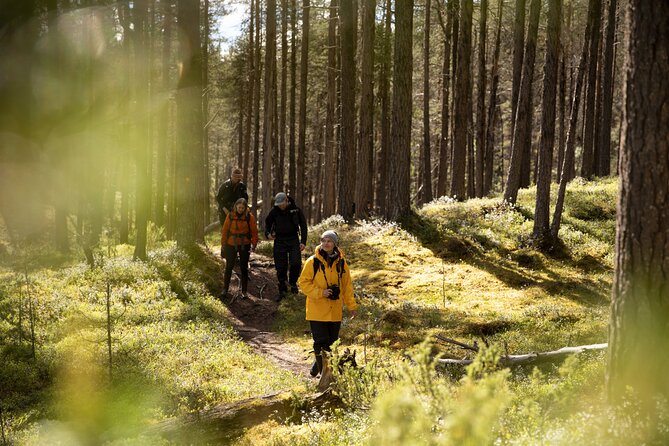 Arctic Hiking with Lappish Dogs - Why this dog walk feels different from a standard Rovaniemi tour