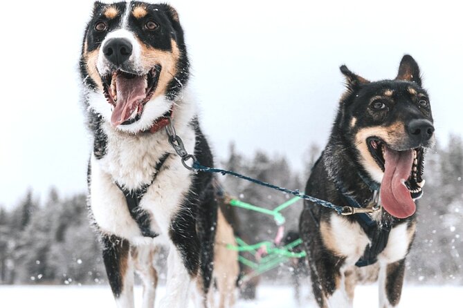 Arctic Huskies and Reindeers Fun in Rovaniemi - Key points at a glance