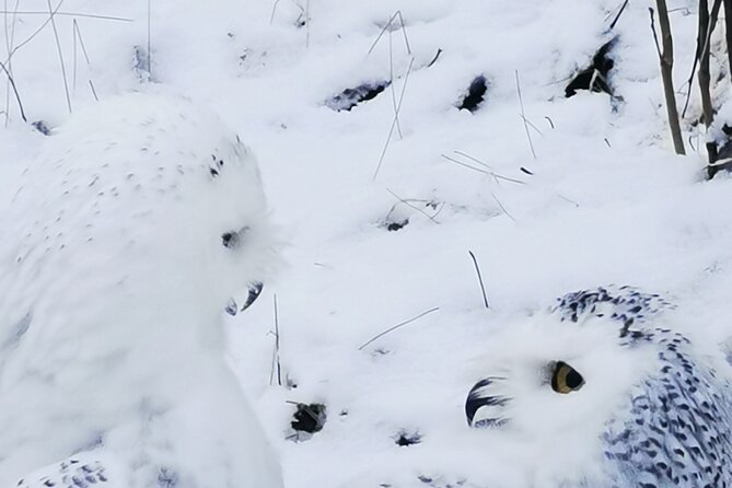 Arctic Polar Bear Adventure Afternoon Trip - A closer look at the 1.5-hour zoo visit