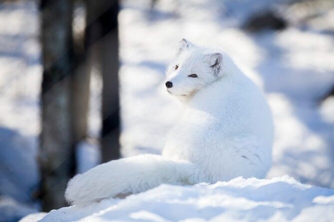Arctic Polar Bear Adventure Afternoon Trip - Is the $126.78 price fair?
