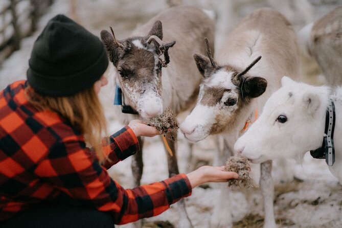 Arctic Reindeer Farm Experience with Snowshoeing in the Wild - Key points to know before booking