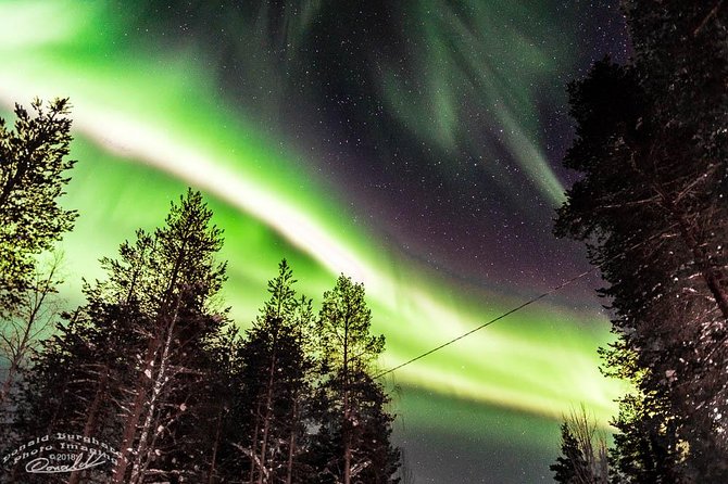 Auroras - Northern Lights Tours by Aurora Experts - Rovaniemi - Key points to know before you book