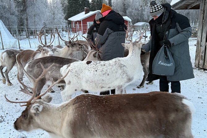 Authentic Reindeer Experience and Ice Fish with Lunch in the Wild - What the $254.85 price covers