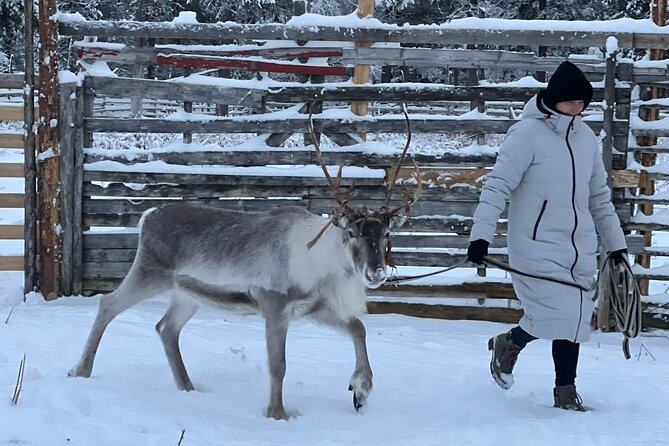Authentic Reindeer Experience and Ice Fish with Lunch in the Wild - Practical timing, clothing, and weather advice