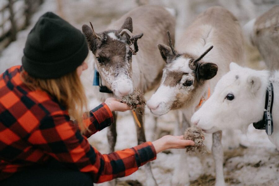 Authentic Reindeer Experience, Ice Fish & Lunch in the Wild - Soup, hot drinks, and a fire inside the hut