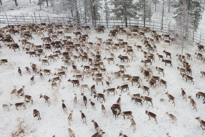 Authentic Reindeer experience in the wilderness in Levi - Key points at a glance