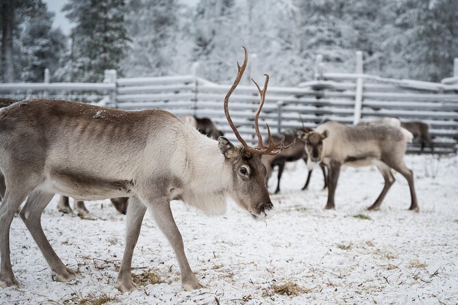 Authentic Reindeer experience in the wilderness in Levi - A campfire finish with warm drinks