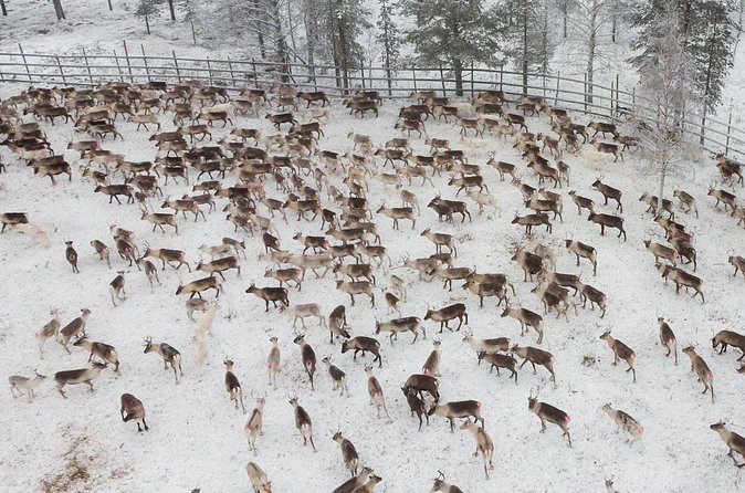 Authentic Reindeer experience in the wilderness in Levi - What the $349.64 price really covers