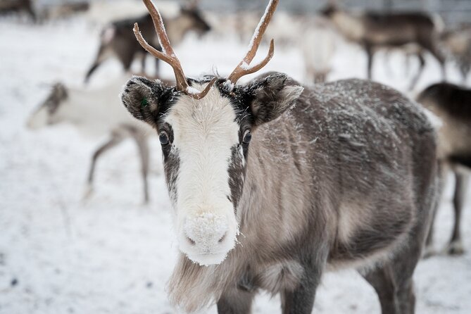 Authentic Reindeer experience in the wilderness in Levi - Who will get the most from this outing