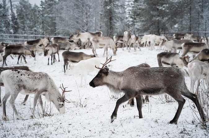 Authentic Reindeer experience in the wilderness in Levi - Timing, group size, and the small print