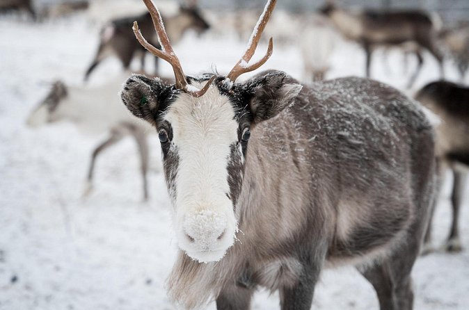 Authentic Reindeer experience in the wilderness in Levi - Is this authentic reindeer experience worth booking?