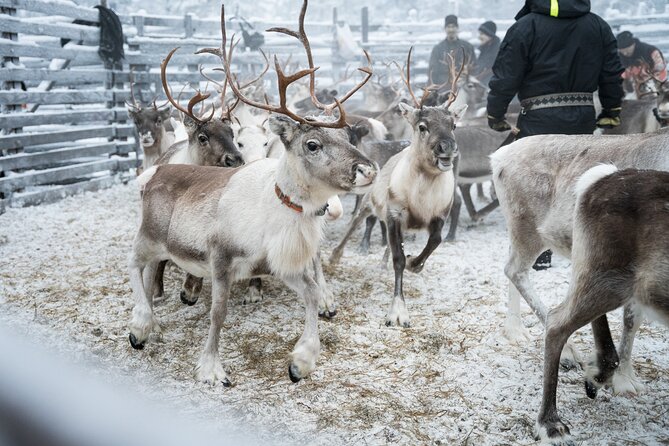 Authentic Reindeer experience in the wilderness in Levi - Watching hundreds of reindeer near Olos and Pallas