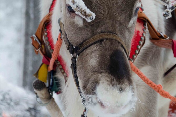 Authentic Reindeer Farm Experience in Rovaniemi - What makes this farm visit worth your morning