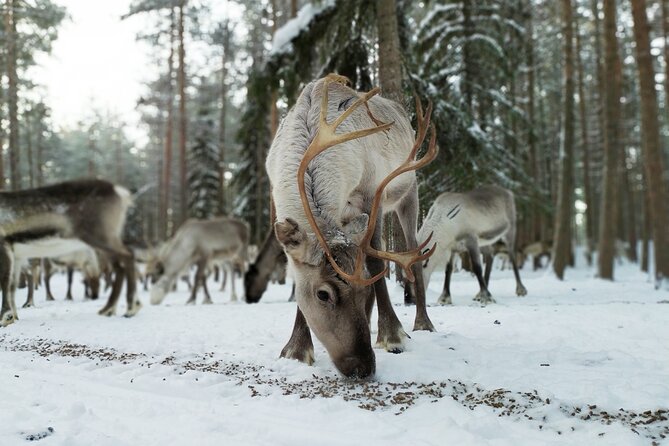 Authentic Reindeer Farm Experience in Rovaniemi - Meeting the herders and learning how a farm works