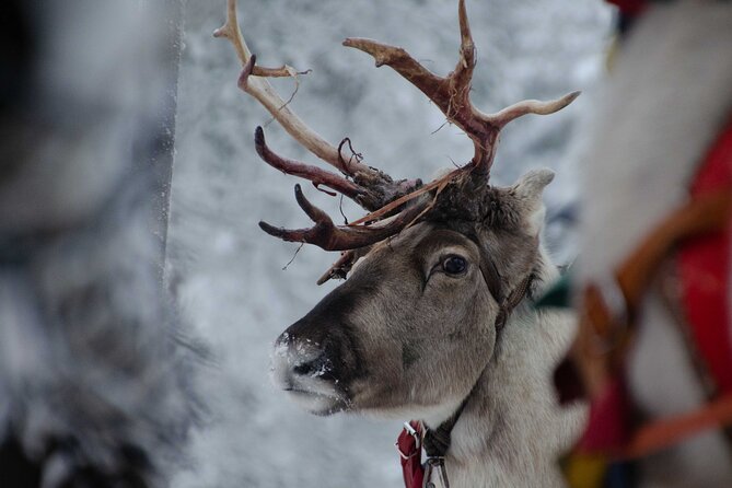 Authentic Reindeer Farm Experience in Rovaniemi - The 400-meter sleigh-driving lesson
