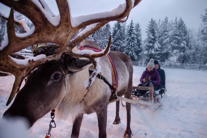 Authentic Reindeer Farm Experience in Rovaniemi - Tea, biscuits, and a traditional hut