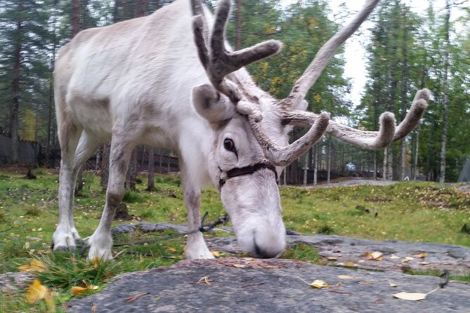 Authentic Reindeer Farm Experience in Rovaniemi - Why the small group matters