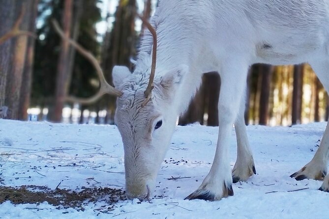 Authentic Reindeer Farm Experience in Rovaniemi - Watching the morning feeding