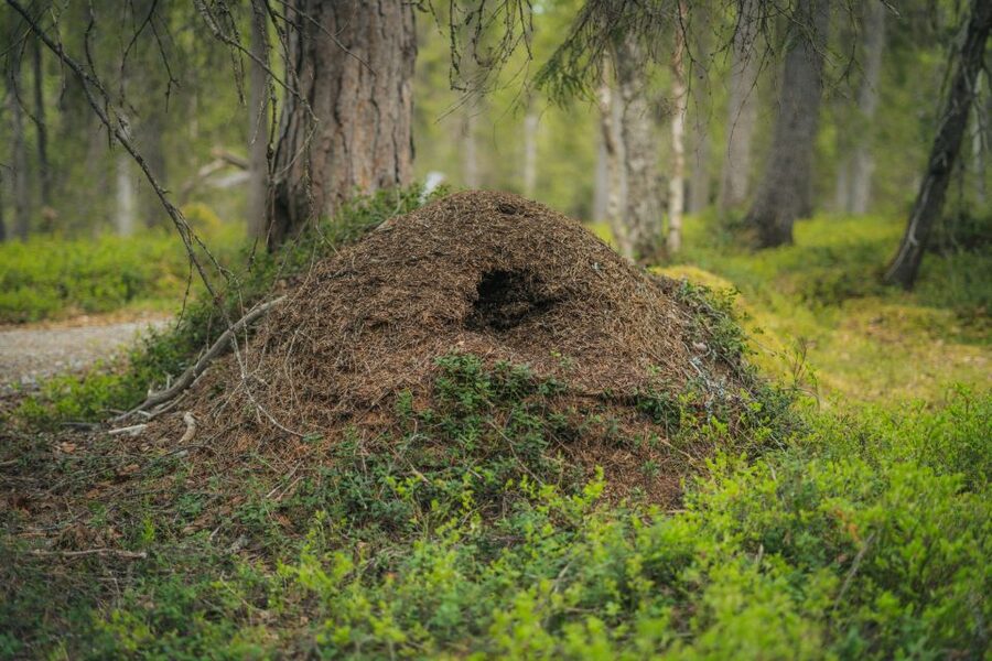 Auttiköngäs Hiking Experience - Should you book the Auttiköngäs Hiking Experience?