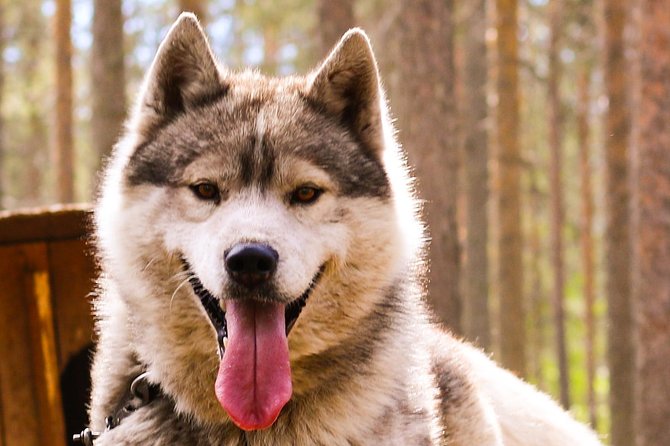 Autumn Delight - Visit to husky, reindeer and Santa Claus in Rovaniemi - Who gets the most from the $199.76 price