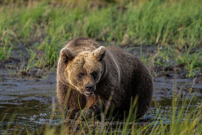 Bear and Arctic Animals 2 Day Trip from Rovaniemi - Key points at a glance
