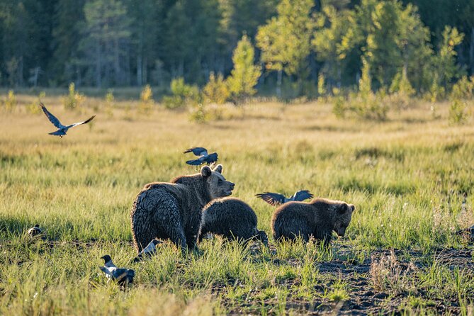Bear and Arctic Animals 2 Day Trip from Rovaniemi - Why this is more than a bear-watching trip