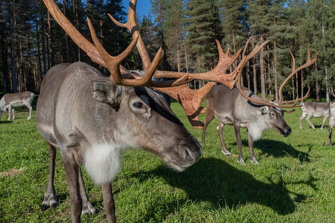 Bear and Arctic Animals 2 Day Trip from Rovaniemi - The long drive to the Kuusamo bear hide